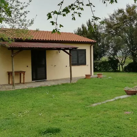 Cavallin Del Papa *