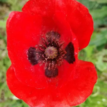 Διαμέρισμα Cavallin Del Papa *