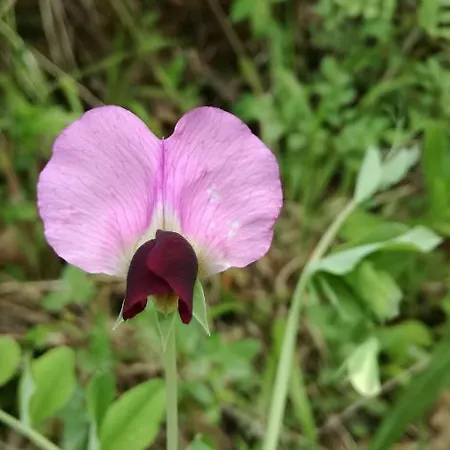 Διαμέρισμα Cavallin Del Papa Capalbio