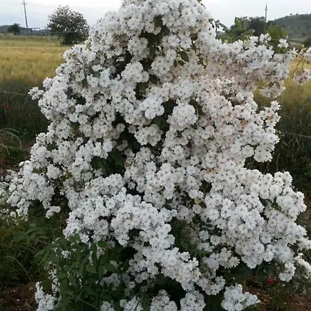 Cavallin Del Papa Διαμέρισμα Capalbio
